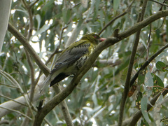 Oriolus sagittatus