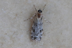 Scoparia chiasta