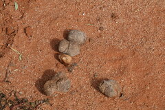 Camelus dromedarius