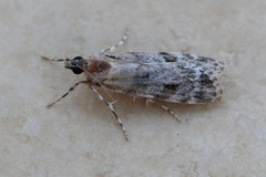 Scoparia chiasta