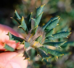 Banksia carlinoides