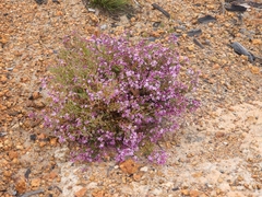 Boronia