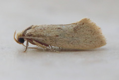 Scoliocheta ergatis