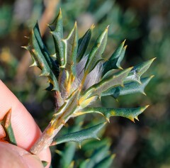 Banksia carlinoides