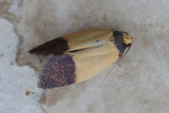 Heteroteucha dichroella