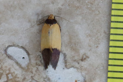 Heteroteucha dichroella