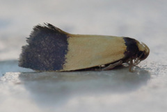 Heteroteucha dichroella