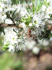Oxyopes gracilipes