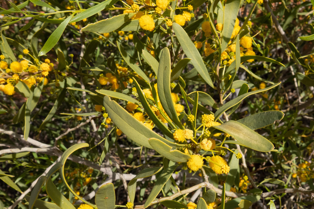 Dune Wattle from Innamincka SA 5731, Australia on August 2, 2022 at 11: ...