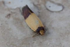 Heteroteucha dichroella