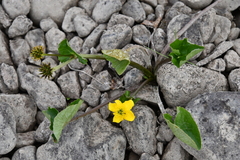 Caltha arctica