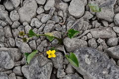 Caltha arctica