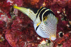 Canthigaster valentini