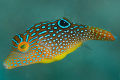 Canthigaster solandri