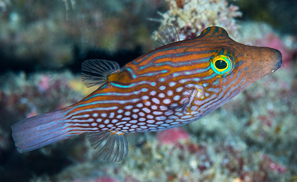 Green-spotted toby (Canthigaster janthinoptera) — Tetraodontidae