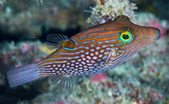 Canthigaster janthinoptera