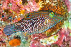 Canthigaster janthinoptera