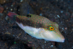 Canthigaster bennetti