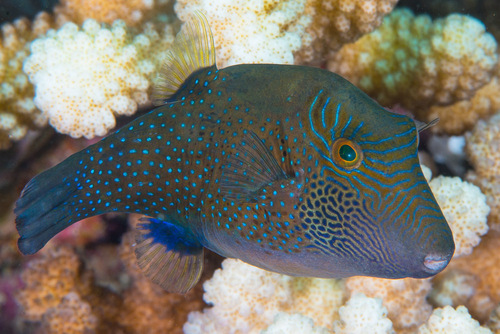 Ambon toby (Canthigaster amboinensis) — Tetraodontidae
