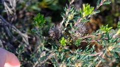 Banksia carlinoides