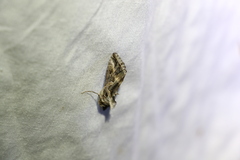 Chrysodeixis argentifera