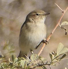 Phylloscopus collybita