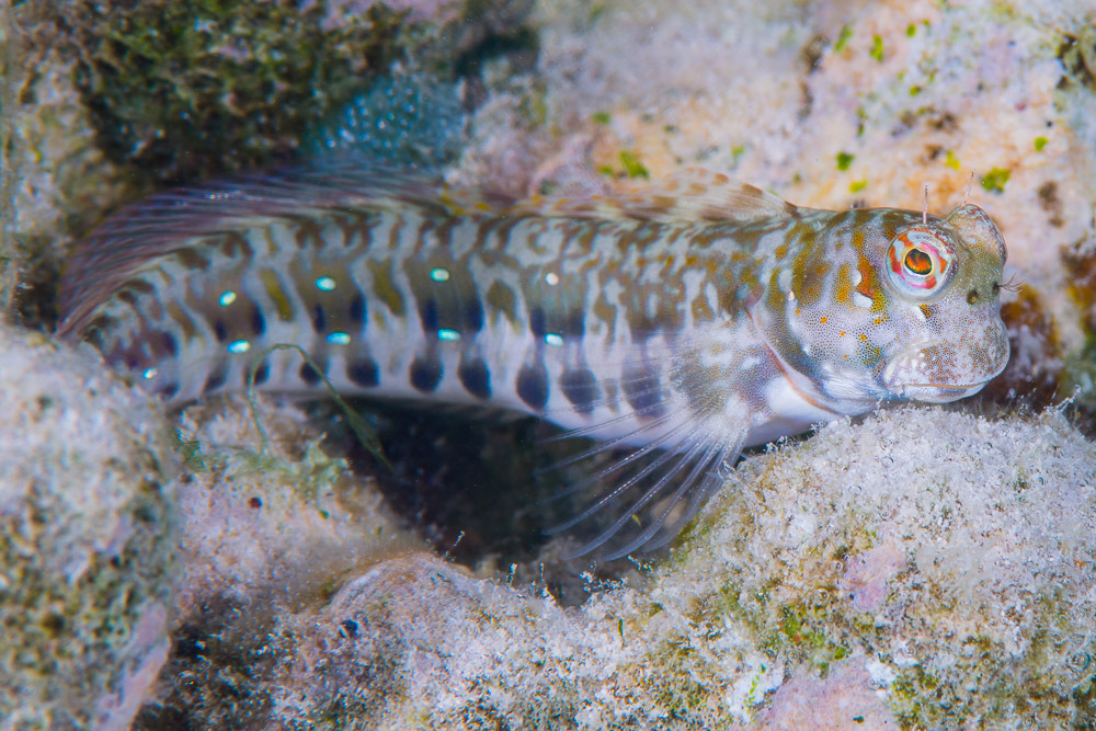 Blue-Dashed Blenny
