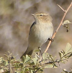 Phylloscopus collybita