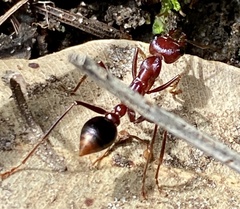 Myrmecia regularis