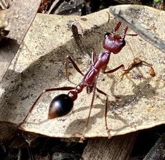Myrmecia regularis
