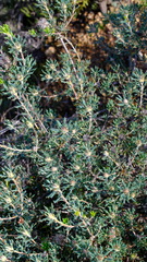 Banksia carlinoides