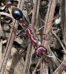Myrmecia regularis
