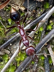 Myrmecia regularis