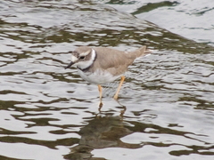 Charadrius placidus