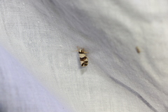 Philenora aspectalella