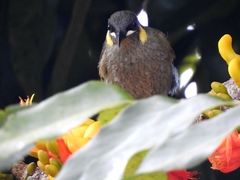 Meliphaga