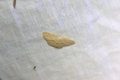 Cyclophora turneri