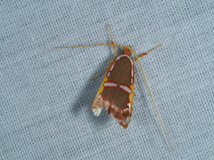 Barantola pulcherrima
