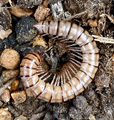 Antichiropus