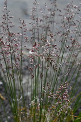 Poa glauca