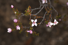 Boronia inornata