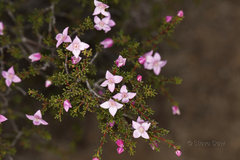 Boronia inornata