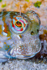 Blue-Dashed Blenny photo 3