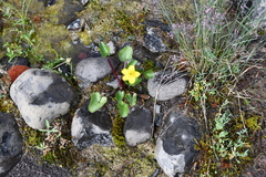 Caltha arctica