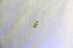 Philenora aspectalella