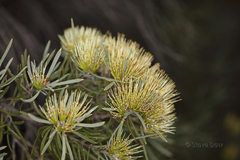Hakea corymbosa