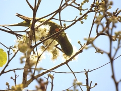 Trichoglossus chlorolepidotus