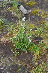 Silene taimyrensis