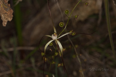 Caladenia dimidia