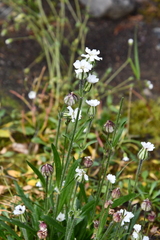 Silene taimyrensis